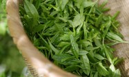 日照绿茶亮相烟台茶博会 优异品质屡获茶客点赞