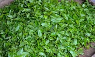 开启“日照绿茶＋”新时代