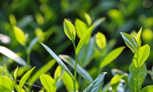 入选非遗，44项中国“茶文化”让世界叹服