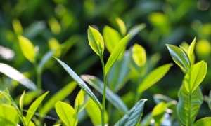 日照绿茶夺冠！