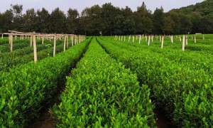 日照绿茶真假辨别：四招轻松识别
