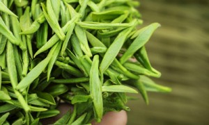 日照绿茶走出富民兴业路