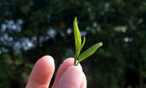 广东检出5批次茶叶过度包装，涉及广宝陈皮集团