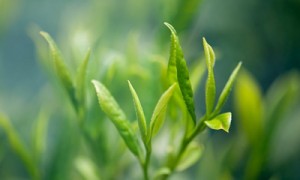 贵州普安：世界茶源地，绿茶第一采