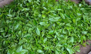 日照绿茶走出富民兴业路