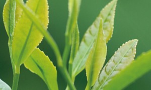 开启“日照绿茶＋”新时代